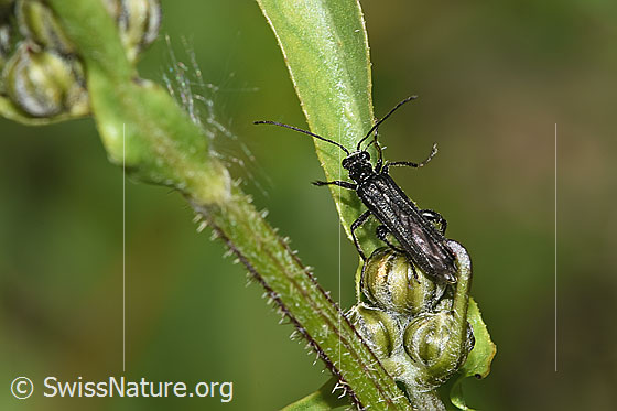 Photo: Oedemera tristis. Length 9mm. View from above.
