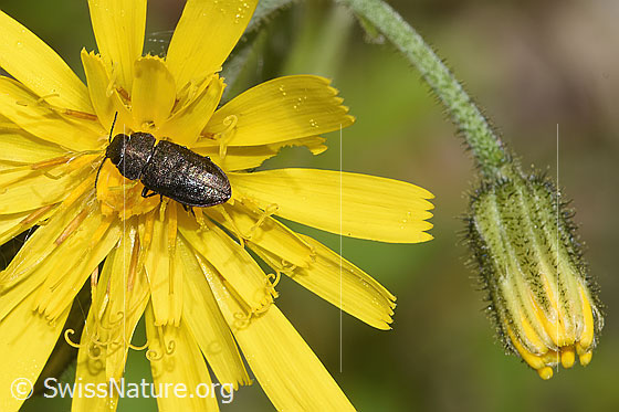 Foto: Schweizer Prachtkäfer (Anthaxia helvetica) auf Blume.