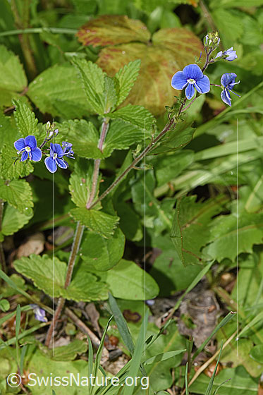 Foto: Gamander-Ehrenpreis (Veronica chamaedrys). Ganze Pflanze (Habitus).