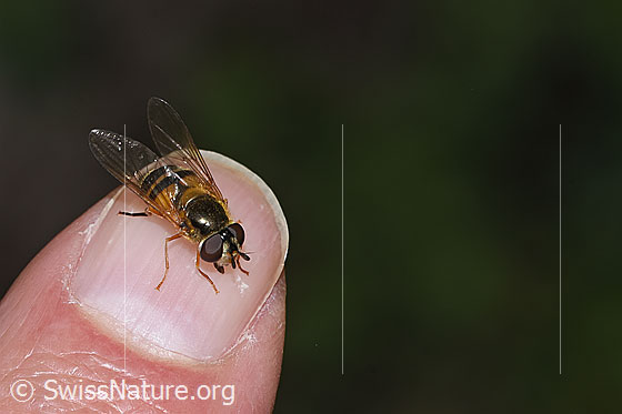 Photo: Epistrophe eligans. Length 10 - 12mm. Female. View from the front at the top.