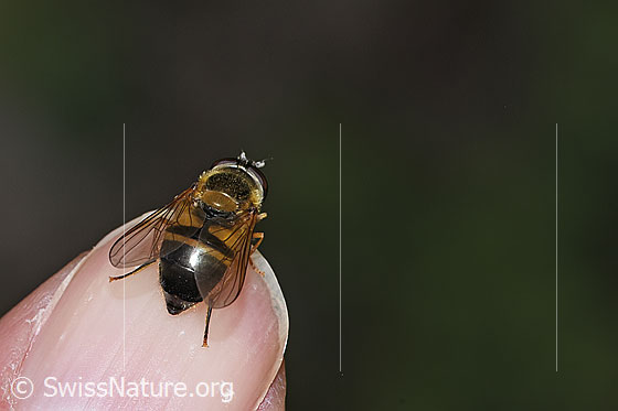 Foto: Zweiband-Wiesenschwebfliege (Epistrophe eligans). Länge 10 - 12mm. Weibchen. Ansicht von hinten oben.