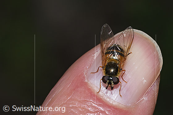 Foto: Zweiband-Wiesenschwebfliege (Epistrophe eligans). Länge 10 - 12mm. Weibchen. Ansicht von vorne oben.