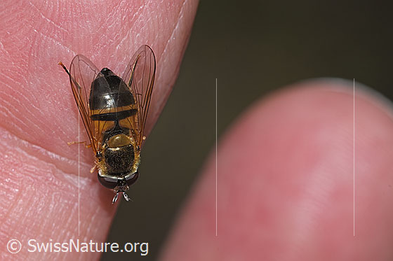 Foto: Zweiband-Wiesenschwebfliege (Epistrophe eligans). Länge 10 - 12mm. Weibchen. Ansicht von hinten oben.