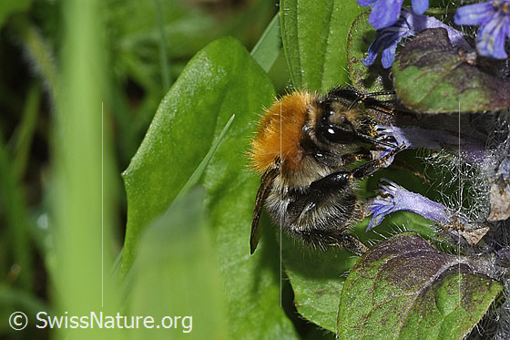 Photo: Probably Bombus pascuorum on Ajuga reptans. Length 9 - 15mm. View from side front.