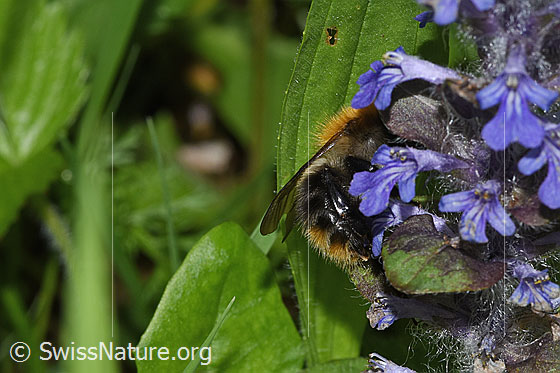 Foto: Wahrscheinlich Ackerhummel (Bombus pascuorum) an Kriechendem Günsel (Ajuga reptans). Länge 9 - 15mm. Ansicht von der Seite.