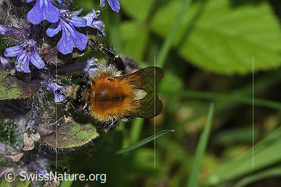 Foto: Wahrscheinlich Ackerhummel (Bombus pascuorum) an Kriechendem Günsel (Ajuga reptans). Länge 9 - 15mm. Ansicht von oben.