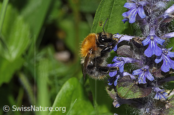 Photo: Probably Bombus pascuorum on Ajuga reptans. Length 9 - 15mm. View from the side.