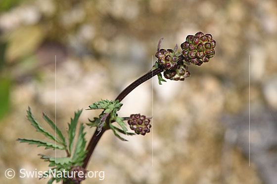 Foto: Kleiner Wiesenknopf (Sanguisorba minor). Stängel und Blütenstand.