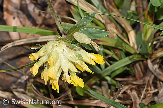 Foto: Echter Wundklee (Anthyllis vulneraria). Blüten.