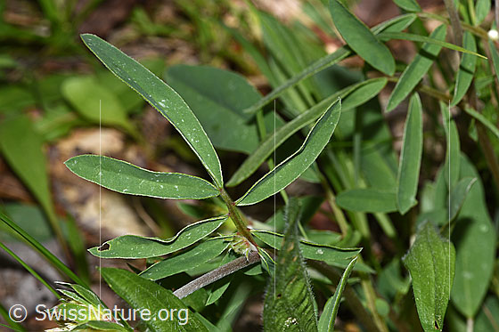 Photo: Anthyllis vulneraria. Stem leaf.