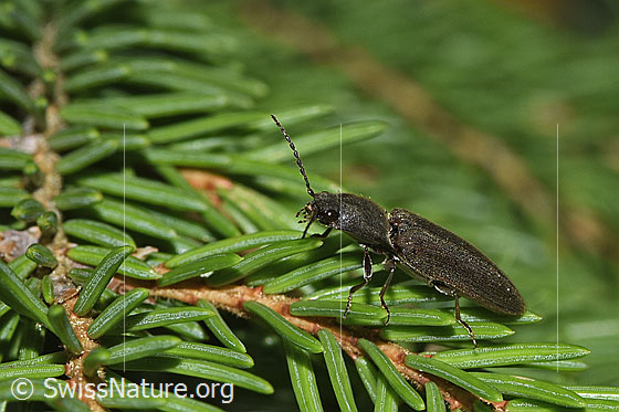 Photo: Athous haemorrhoidalis. Length 13mm. View from side front.