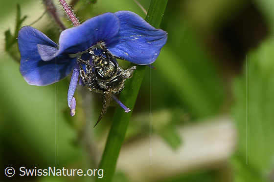 Foto: Wahrscheinlich Dunkelgrüne Schmalbiene (Lasioglossum morio) an Gamander-Ehrenpreis (Veronica chamaedrys). Länge 6mm. Weibchen. Ansicht von vorne.
