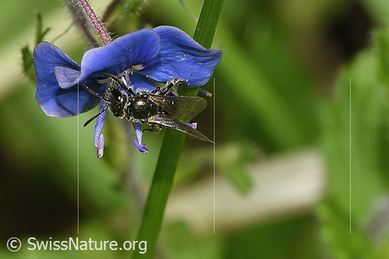 Foto: Wahrscheinlich Dunkelgrüne Schmalbiene (Lasioglossum morio) an Gamander-Ehrenpreis (Veronica chamaedrys). Länge 6mm. Weibchen. Ansicht von oben.
