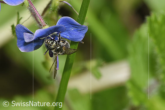 Photo: Probably Lasioglossum morio on Veronica chamaedrys. Length 6mm. Female. View diagonally from the front.