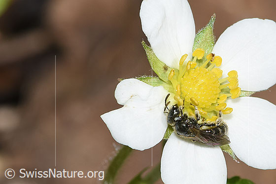 Photo: Probably Lasioglossum morio on Fragaria vesca. Length 6mm. Female. View from the side.