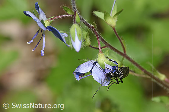 Photo: Oedemera tristis on Veronica chamaedrys. Length 9 - 12mm. View from top front.