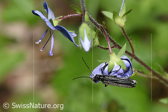 Photo: Oedemera tristis on Veronica chamaedrys. Length 9 - 12mm. View from above.
