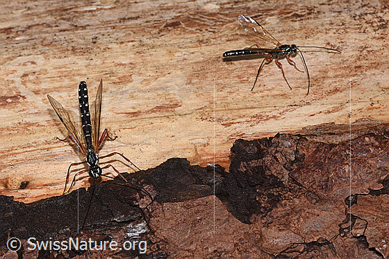 Photo: Rhyssa persuasoria. Length 18 - 35mm. Male. Two specimens of different sizes. View from diagonally above.
