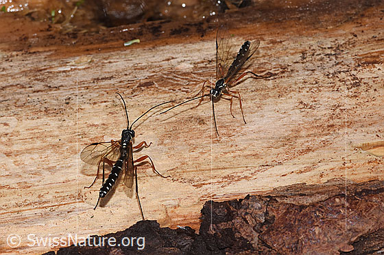 Photo: Rhyssa persuasoria. Length 18 - 35mm. Male. Two specimens of different sizes. View from diagonally above.