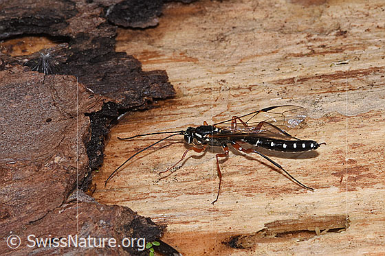 Photo: Rhyssa persuasoria. Length 18 - 35mm. Male. View from the side above.