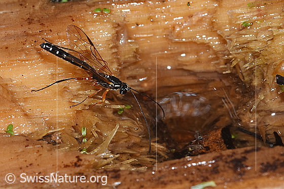 Photo: Rhyssa persuasoria. Length 18 - 35mm. Male. View from the side above.