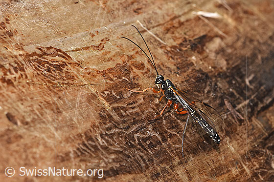 Photo: Rhyssa persuasoria. Length 18 - 35mm. Male. View from the side above.