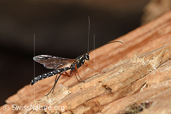Holzwespen-Schlupfwespe (Rhyssa persuasoria)