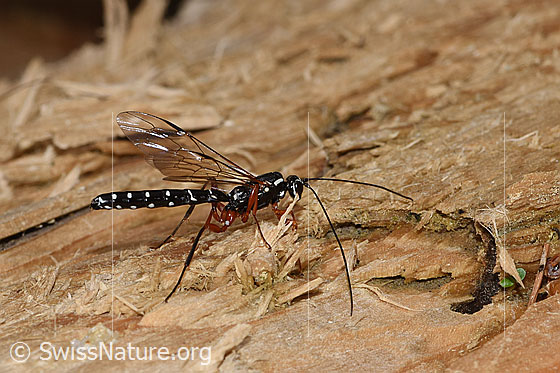 Photo: Rhyssa persuasoria. Length 18 - 35mm. Male. View from the side above,