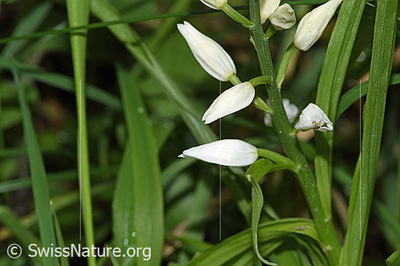 Foto: Langblättriges Waldvögelein (Cephalanthera longifolia). Blüten.