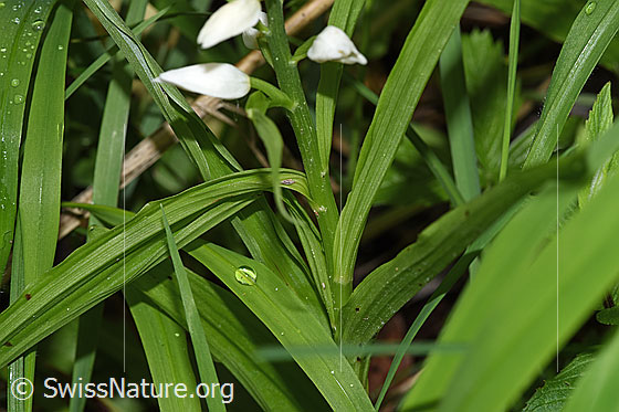 Foto: Langblättriges Waldvögelein (Cephalanthera longifolia). Stängel und Blätter.