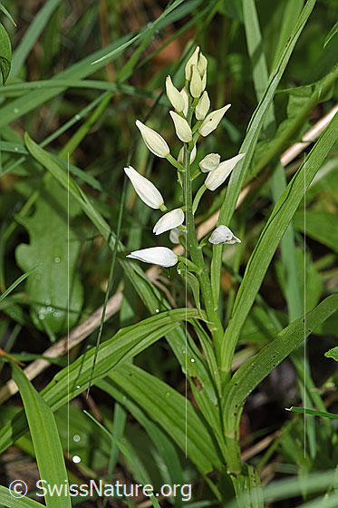 Foto: Langblättriges Waldvögelein (Cephalanthera longifolia). Ganze Pflanze (Habitus).