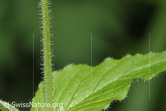 Photo: Stellaria nemorum. Stem and leaf.