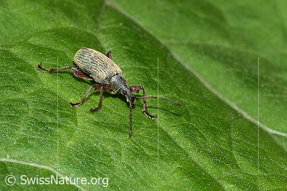 Foto: Wahrscheinlich Gespornter Blattrüssler (Phyllobius glaucus). Länge 11mm. Ansicht von schräg vorne.