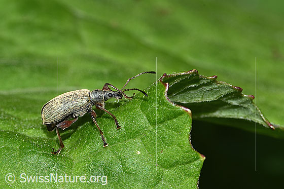 Foto: Wahrscheinlich Gespornter Blattrüssler (Phyllobius glaucus). Länge 11mm. Ansicht von der Seite.