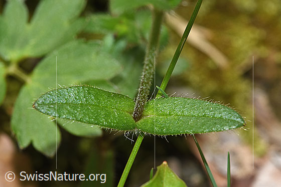 Foto: Gewöhnliches Hornkraut (Cerastium fontanum ssp. vulgare). Stängel und Blätter.