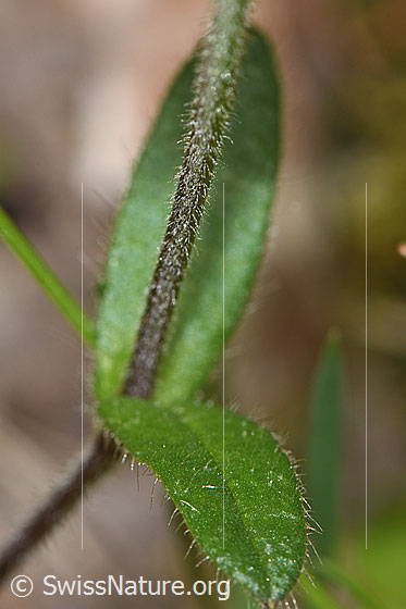 Foto: Gewöhnliches Hornkraut (Cerastium fontanum ssp. vulgare). Stängel und Blätter.