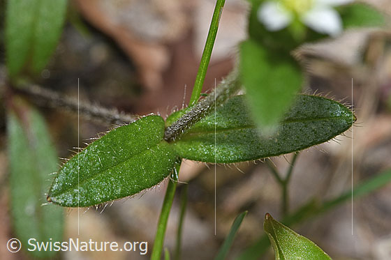 Foto: Gewöhnliches Hornkraut (Cerastium fontanum ssp. vulgare). Blattoberseite.