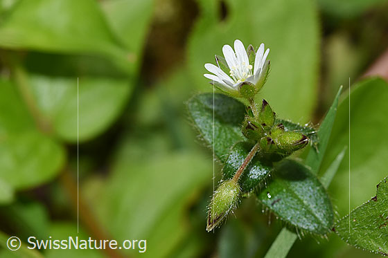 Foto: Gewöhnliches Hornkraut (Cerastium fontanum ssp. vulgare). Blüte und Knospe. Ansicht von der Seite.