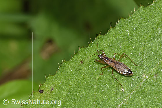Photo: Nabis rugosus. Length 6 - 7.8Mm. View from diagonally above.