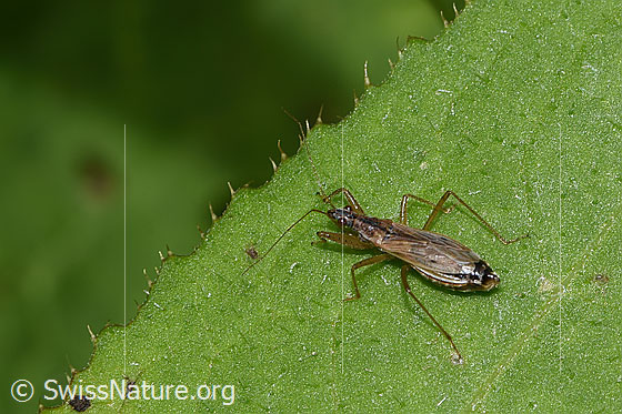 Photo: Nabis rugosus. Length 6 - 7.8Mm. View from diagonally above.