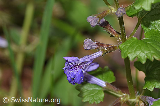 Foto: Gemeine Gundelrebe (Glechoma hederacea). Beschädigte Blüte.
