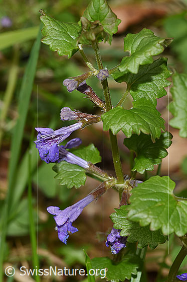 Foto: Gemeine Gundelrebe (Glechoma hederacea). Ganze Pflanze (Habitus).
