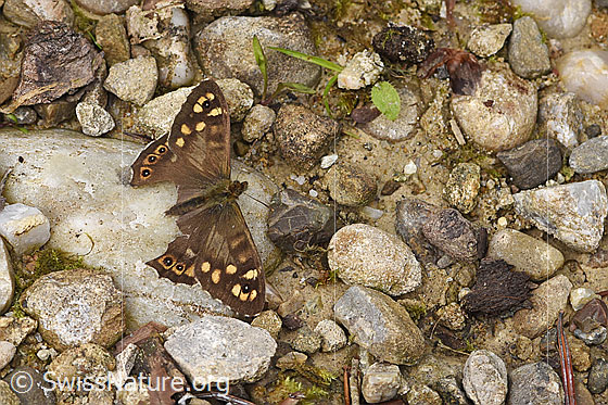 Photo: Pararge aegeria. Wings open. Parts of the hind wings are missing. View from above. 