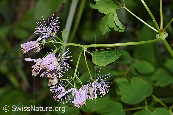Photo: Thalictrum aquilegiifolium. Blossoms.