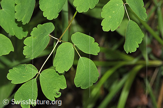 Photo: Thalictrum aquilegiifolium. Leaves.