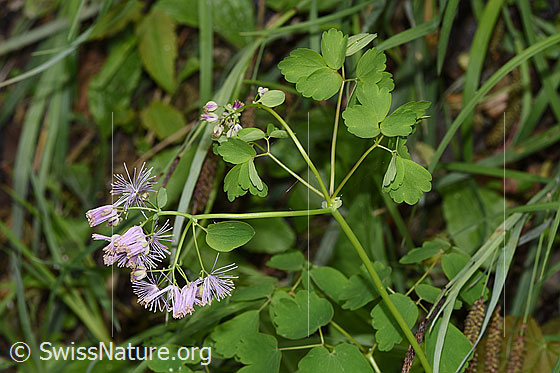 Photo: Thalictrum aquilegiifolium. Blossoms, stem and leaves.