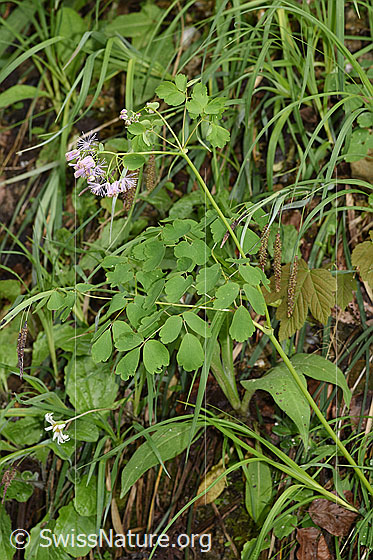 Photo: Thalictrum aquilegiifolium. Whole plant (habiti).