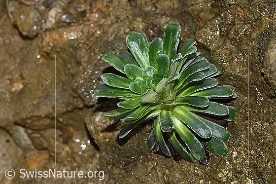 Foto: Safrangelber Steinbrech (Saxifraga mutata). Blattrosette.