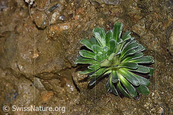 Foto: Safrangelber Steinbrech (Saxifraga mutata). Blattrosette.