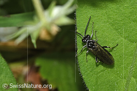 Foto: Wahrscheinlich Macrophya alboannulata (Blattwespe). Länge 9 - 13mm. Es könnte sich auch um eine Macrophya albicincta (Blattwespe) handeln. Ansicht von oben.